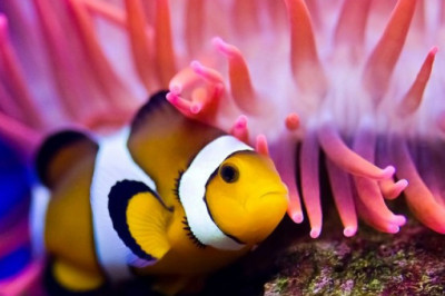  Деловое сотрудничество между рыбой-клоуном и морскими анемонами