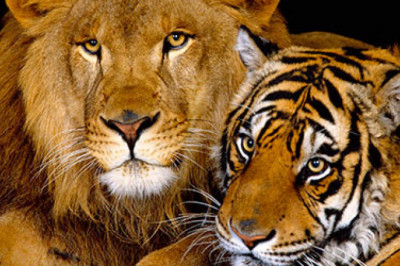 Почему тигр в полоску,а лев- нет?