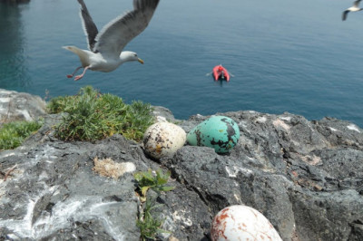 У какой птицы яйца грушевидной формы?