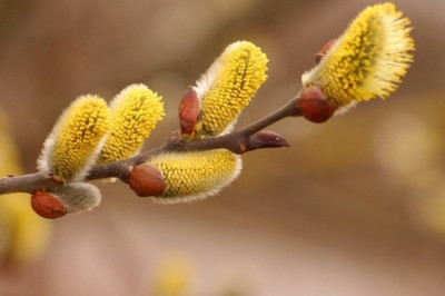 Что символизирует Вербное воскресение?