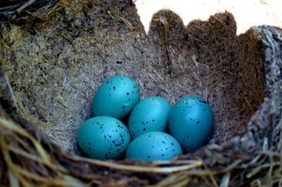 Отчего зависит цвет куриных яиц?