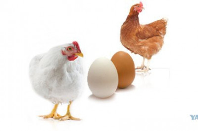 Правда ли, что коричневые куриные яйца полезнее белых?