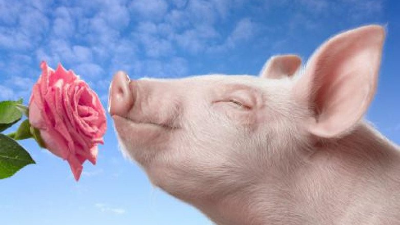 5 любопытных фактов об ароматах