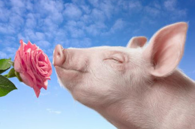 5 любопытных фактов об ароматах