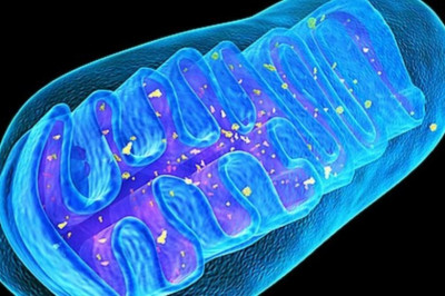 Митохондрии- чужеродные компоненты человеческих клеток?!