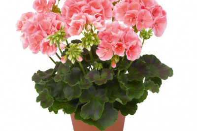 Растения, которые защитят энергетику человека