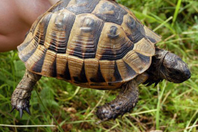 Как можно определить возраст черепахи?