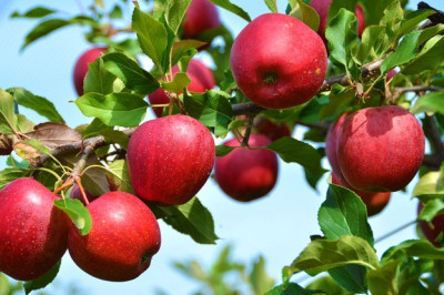 Отчего неспелые сорванные фрукты дозревают сами?