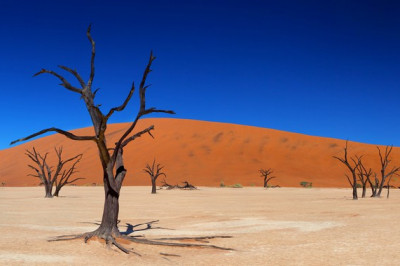 Как выживают растущие на песке деревья?