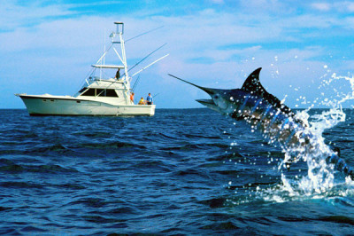 Рыбы-чемпионы по плаванию