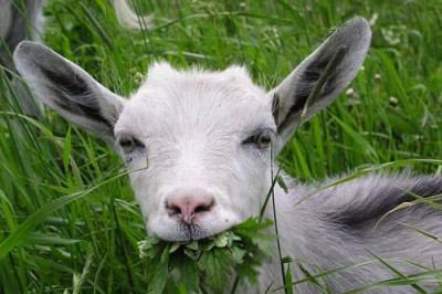 Почему у коров 