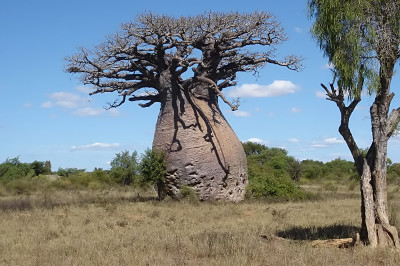 Какими ценными свойствами обладает баобаб?