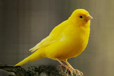 Правда ли, что канарейки родом с Канарских островов?