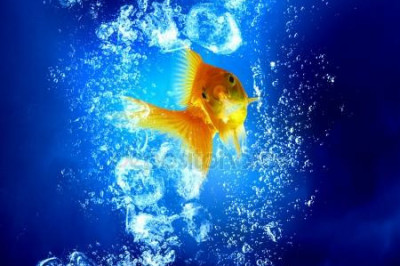 Почему рыбы не замерзают?