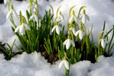 Подснежники- первые цветы весны