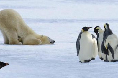 Почему белые медведи не кушают пингвинов?