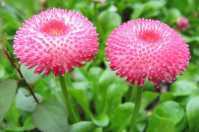 Какое дерево является самым редким в мире?