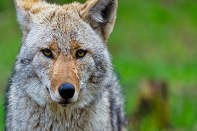 Чем интересны койоты?