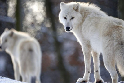Интересные факты про полярных волков
