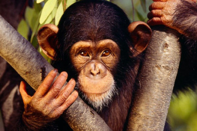 Отчего человек не превращается в обезьяну?