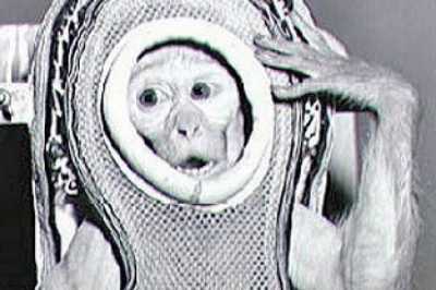 Какие животные посетили космос?