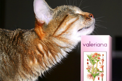 Отчего кошки так обожают валерьянку?