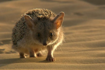 Что в пустыне ест ушастый еж? 