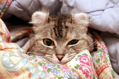 Как расшифровать поведение своего кота или кошки?