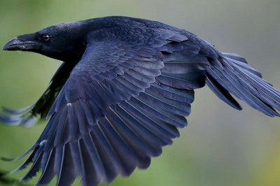 Необычные факты о воронах