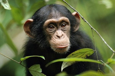 Бывают ли у обезьян головные боли и депрессия?