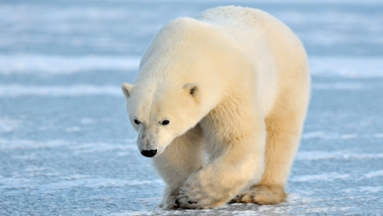 Отчего полярные животные не отмораживают себе лапы на льду?