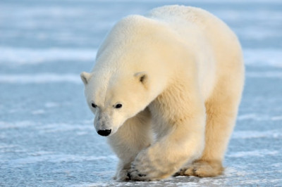 Отчего полярные животные не отмораживают себе лапы на льду?