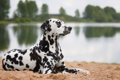 Почему далматинцев прозвали 