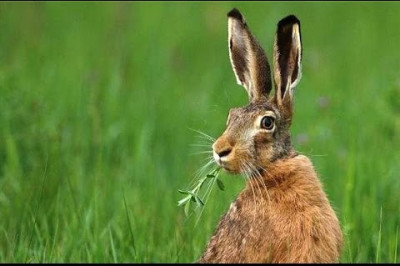 Зачем зайцу такие длинные уши?