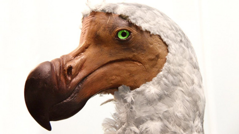 15 ЖИВОТНЫХ, КОТОРЫХ НЕ СТАЛО ИЗ ЗА ЛЮДЕЙ