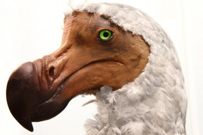 15 ЖИВОТНЫХ, КОТОРЫХ НЕ СТАЛО ИЗ ЗА ЛЮДЕЙ