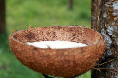 Правда ли, что из сока можно сшить плащ?