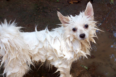 Отчего мокрая собака резче пахнет псиной ?