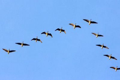 Знают ли птицы законы аэродинамики?