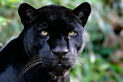 Какого цвета пантера?