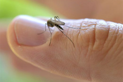 Зачем миру нужны комары?