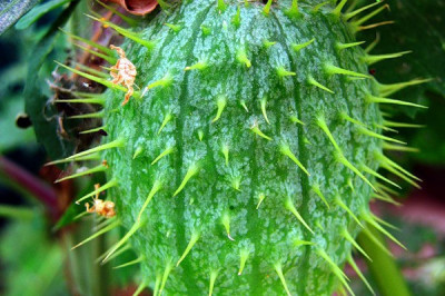 Чем опасен бешеный огурец?