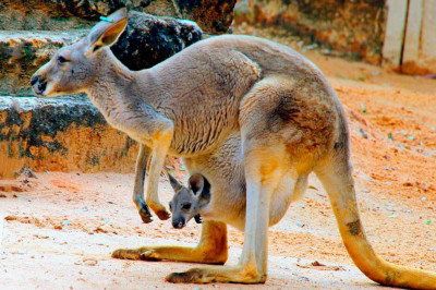 Где у кенгуру находится пупок?