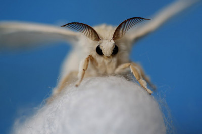 Что может роднить картофель с шелкопрядом?