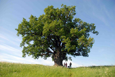 Отчего деревья не растут до неба?