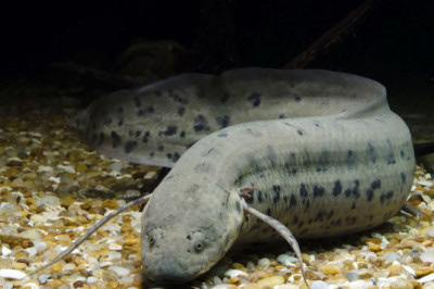 Какие рыбы умеют спать под землей?