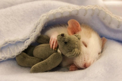 Видят ли животные сны?