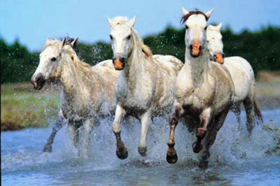 Кто такие камаргу?