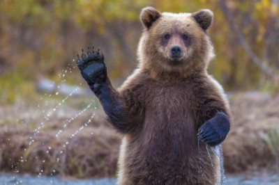 Мифы о поведении в экстремальных ситуациях