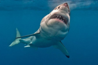 Спят ли акулы?